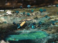 Chlorociboria aeruginascens 21, Gewone kopergroene bekerzwam, Saxifraga-Foto Fitis-Sytske Dijksen