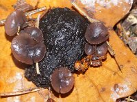 Ciboria pseudotuberosa 6, Eikelbekertje, Saxifraga-Foto Fitis-Sytske Dijksen