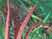 Clathrus archeri, Octopus Stinkhorn