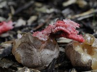 Clathrus archeri 10, Inktviszwam, Saxifraga-Luuk Vermeer