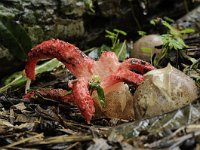 Clathrus archeri 14, Inktviszwam, Saxifraga-Luuk Vermeer