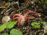 Clathrus archeri 17, Inktviszwam, Saxifraga-Luuk Vermeer