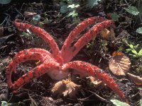 Clathrus archeri 3, Inktviszwam, Saxifraga-Jan de Laat