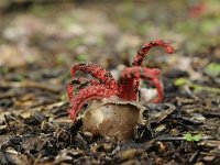 Clathrus archeri 7, Inktviszwam, Saxifraga-Luuk Vermeer