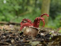 Clathrus archeri 8, Inktviszwam, Saxifraga-Luuk Vermeer