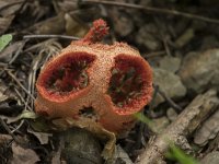 Clathrus ruber 1, Traliestinkzwam, Saxifraga-Willem van Kruijsbergen