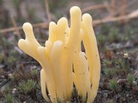 Clavaria argillacea, Moor Club