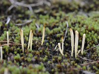 Clavaria argillacea 14, Heideknotszwam, Saxifraga-Luuk Vermeer