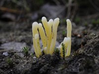 Clavaria argillacea 17, Heideknotszwam, Saxifraga-Luuk Vermeer