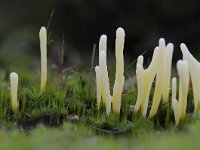 Clavaria argillacea 18, Heideknotszwam, Saxifraga-Luuk Vermeer