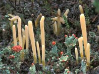 Clavaria argillacea 2, Heideknotszwam, Saxifraga-Jan de Laat