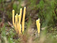 Clavaria argillacea 21, Heideknotszwam, Saxifraga-Luuk Vermeer