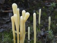 Clavaria argillacea 34, Heideknotszwam, Saxifraga-Willem van Kruijsbergen