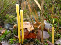 Clavaria argillacea 40, Heideknotszwam, Saxifraga-Hans Grotenhuis
