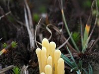 Clavaria argillacea 5, Heideknotszwam, Saxifraga-Hans Dekker