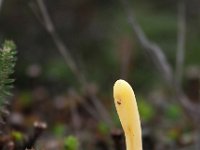 Clavaria argillacea 6, Heideknotszwam, Saxifraga-Hans Dekker