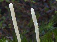 Clavaria argillacea 7, Heideknotszwam, Saxifraga-Willem van Kruijsbergen