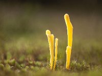 Clavaria argillacea 8, Heideknotszwam, Saxifraga-Luuk Vermeer