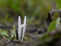 Clavaria falcata 10, Spitse knotszwam, Saxifraga-Luuk Vermeer