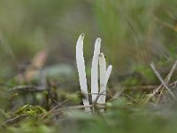 Clavaria falcata 11, Spitse knotszwam, Saxifraga-Luuk Vermeer