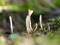 Clavaria falcata 2, Spitse knotszwam, Saxifraga-Luuk Vermeer