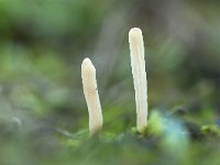 Clavaria falcata 3, Spitse knotszwam, Saxifraga-Luuk Vermeer