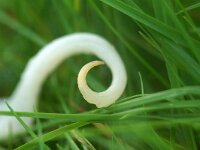 Clavaria fragilis 4, Wormvormige knotszwam, Saxifraga-Foto Fitis-Sytske Dijksen