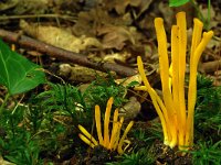 Clavulinopsis helveola 6, Gele knotszwam, Saxifraga-Lucien Rommelaars