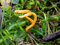 Clavulinopsis luteoalba 1, Verblekende knotszwam, Saxifraga-Peter Meininger