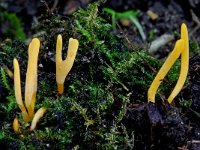 Clavulinopsis luteoalba 5, Verblekende knotszwam, Saxifraga-Lucien Rommelaars