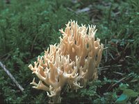 Clavulinopsis umbrinella 1, Fraaie knotszwam, Saxifraga-Jan van der Straten