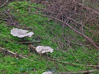 Clitocybe alexandri 1, Dikke trechterzwam, Saxifraga-Lucien Rommelaars