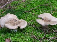 Clitocybe alexandri 2, Dikke trechterzwam, Saxifraga-Lucien Rommelaars