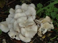 Clitocybe candicans