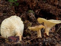 Clitocybe clavipes 2, Knotsvoettrechterzwam, Saxifraga-Marijke Verhagen