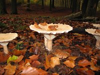 Clitocybe clavipes 3, Knotsvoetrechterzwam, Saxifraga-Bart Vastenhouw  Nevelzwam?