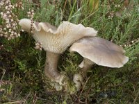 Clitocybe clavipes 6, Knotsvoettrechterzwam, Saxifraga-Willem van Kruijsbergen