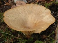 Clitocybe costata 1, Geribbelde trechterzwam, Saxifraga-Jan van der Straaten