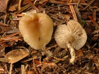 Clitocybe diatreta 1, Vaalroze trechterzwam, Saxifraga-Marijke Verhagen