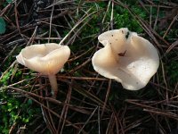 Clitocybe diatreta 2, Vaalroze trechterzwam, Saxifraga-Jan Willem Jongepier