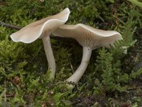 Clitocybe fragrans 2, Slanke anijstrechterzwam, Saxifraga-Willem van Kruijsbergen