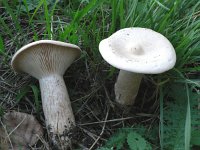 Clitocybe geotropa