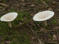 Clitocybe geotropa 5, Grote trechterzwam, Saxifraga-Willem van Kruijsbergen