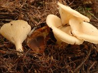 Clitocybe gibba 1, Slanke trechterzwam, Saxifraga-Marijke Verhagen