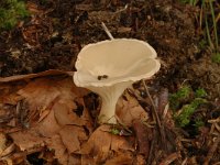 Clitocybe gibba 2, Slanke trechterzwam, Saxifraga-Marijke Verhagen