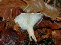 Clitocybe gibba 3, Slanke trechterzwam, Saxifraga-Jan van der Straaten