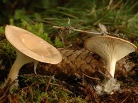 Clitocybe gibba 4, Slanke trechterzwam, Saxifraga-Marijke Verhagen