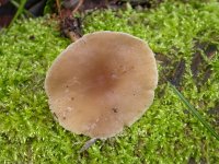 Clitocybe metachroa 1, Tweekleurige trechterzwam, Saxifraga-Peter Meininger