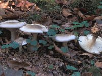 Clitocybe nebularis, Clouded Funnel