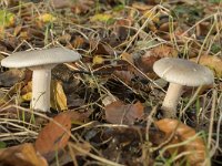 Clitocybe nebularis 10, Nevelzwam, Saxifraga-Willem van Kruijsbergen